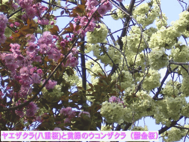 ヤエザクラ(八重桜)と黄緑のウコンザクラ（鬱金桜）