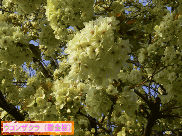 黄緑のウコンザクラ（鬱金桜）