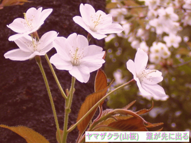 ヤマザクラ(山桜)　葉が先に出る