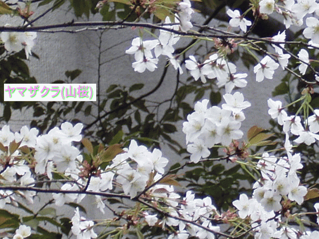 ヤマザクラ(山桜)　白っぽい大きめの花
