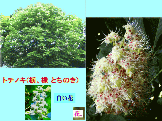 トチノキ(栃、橡 とちのき)　 白い花