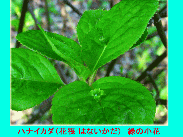 ハナイカダ（花筏 はないかだ）　緑の小花