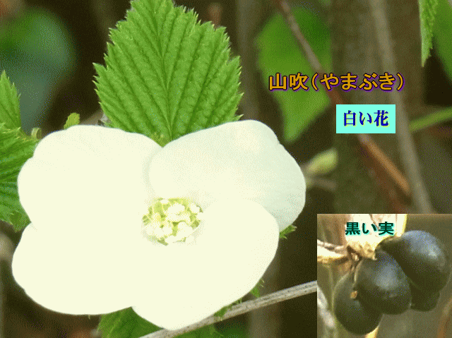 山吹（やまぶき）  白い花  一重  黒い実