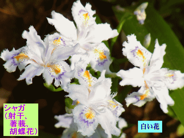 シャガ（射干､著莪､胡蝶花） 白い花