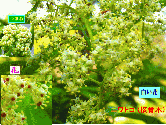 ニワトコ(接骨木)  白い花