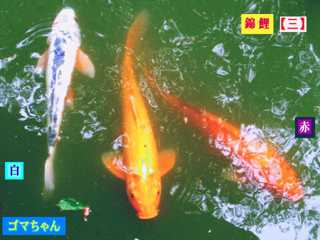 錦鯉(にしきごい)　【三】　ゴマちゃん、橙の鯉、紅い鯉