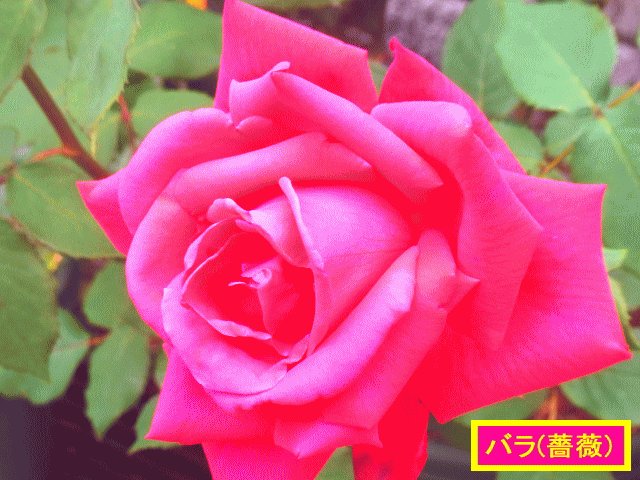 バラ(薔薇) 　紫紅色