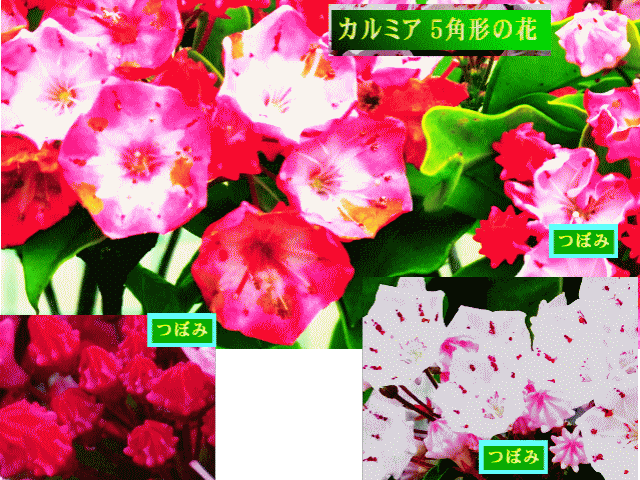 カルミア（花笠石楠花）　 紅い花 つぼみ（蕾）と開花