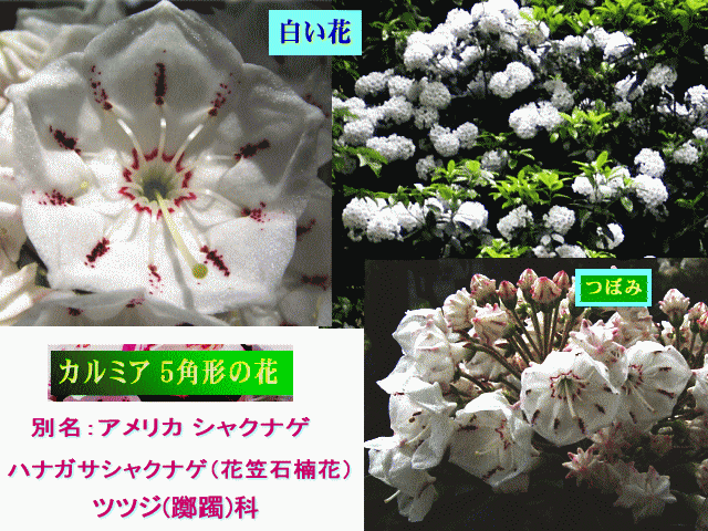 カルミア（アメリカシャクナゲ）-1　白い花 ツツジ(躑躅)科
