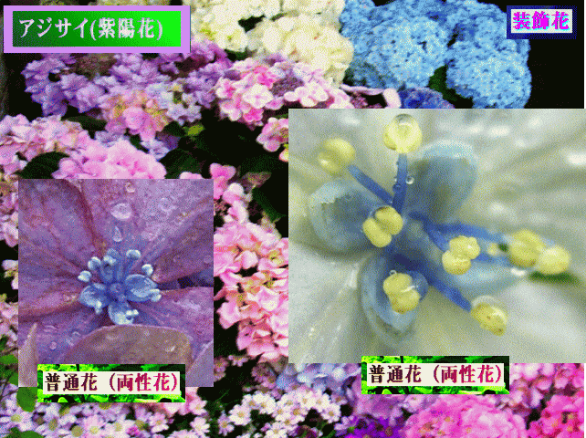 アジサイ(紫陽花 あじさい) 　小さな普通花（両性花）と装飾花