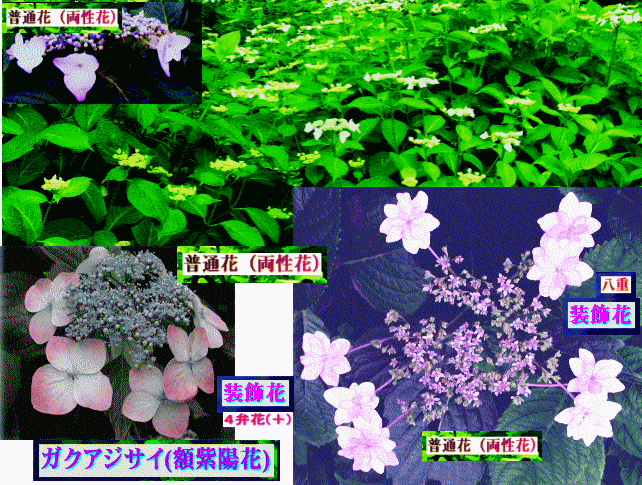 ガクアジサイ(額紫陽花)　  普通花（両性花）と装飾花
