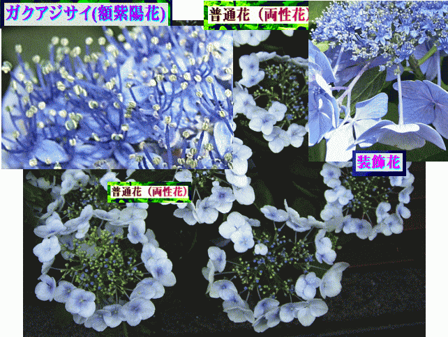 ガクアジサイ(額紫陽花)　 普通花（両性花）と装飾花