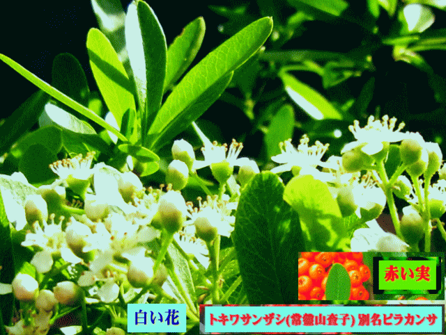 ピラカンサ　白い花　→赤い実