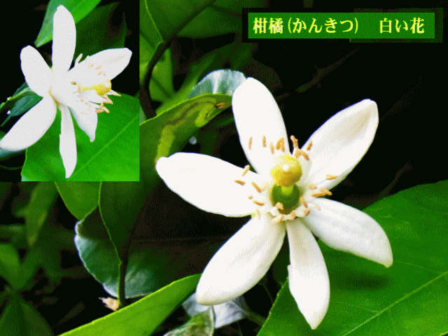 柑橘(かんきつ)　白い花