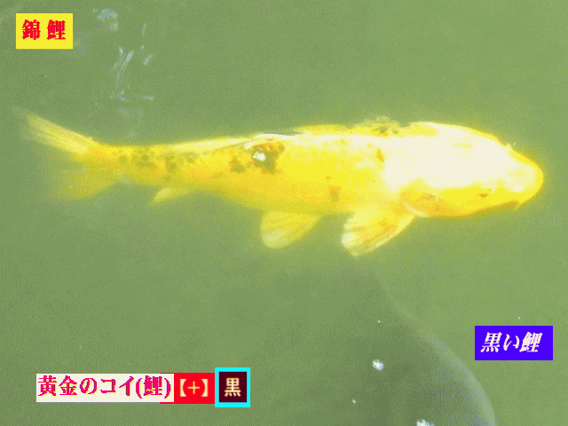 錦鯉 黄金のコイ(鯉)に黒の斑点（ドット）【水相観】