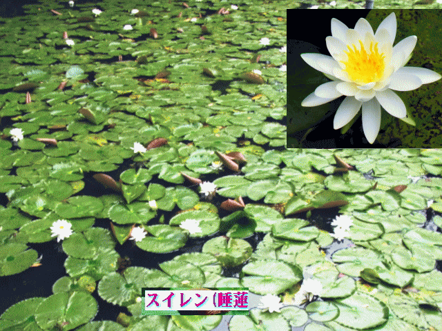 スイレン(睡蓮)　　池に咲く白い睡蓮たち