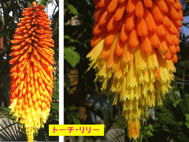 ト－チ・リリ－ 　橙と黄の花が、無数に下を向き咲く