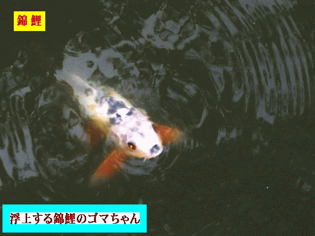 錦鯉　　ヘッド･アップしたゴマちゃん 　広がる波紋