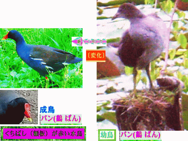 灰茶色バン(鷭)幼鳥の［変化］→額板が赤い黒鳥の成鳥に