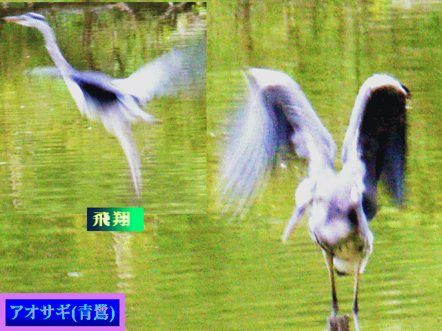 アオサギ-2 両翼（りょうよく）挙（あ）げ→左右に開き飛翔　【水相観】