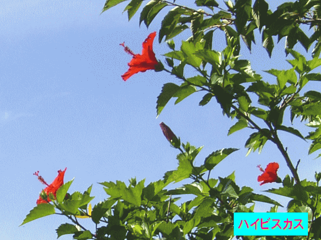 ハイビスカス（仏桑華＝扶桑）夏空に咲く紅い花