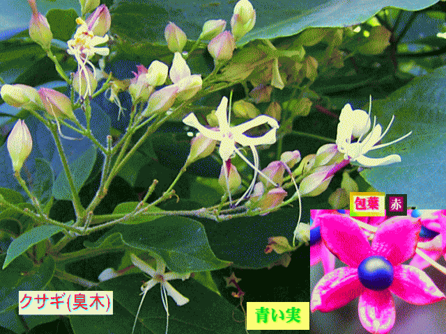 クサギ(臭木)白い花が赤い五芒星（★）の包葉と蒼い玉に