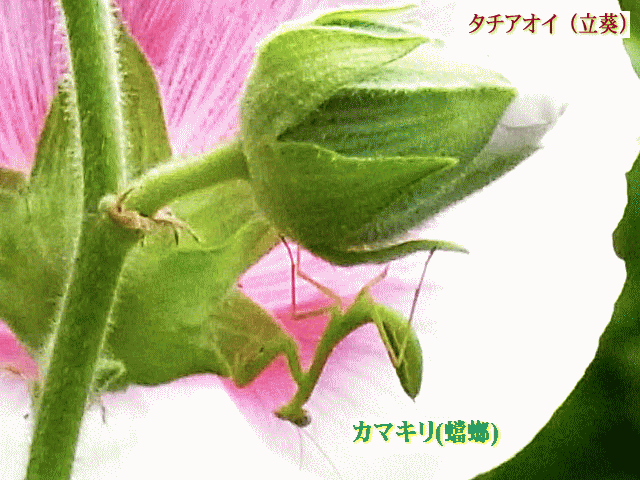 タチアオイ（立葵）-1 ◆緑のカマキリ(蟷螂)と緑のつぼみ（蕾)