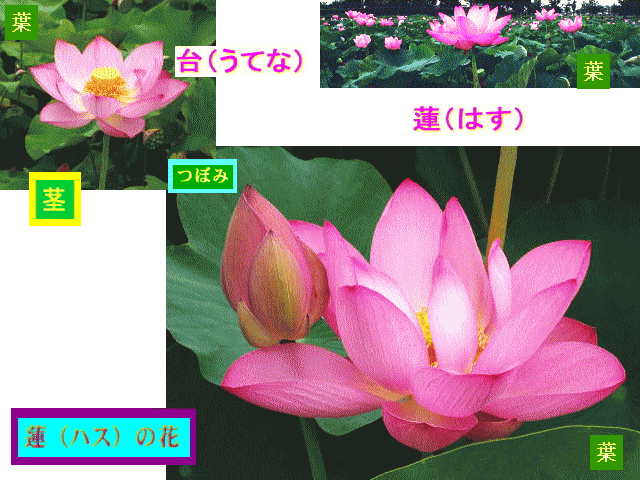 蓮（はす）-1　ピンク　開花 【台（うてな）】