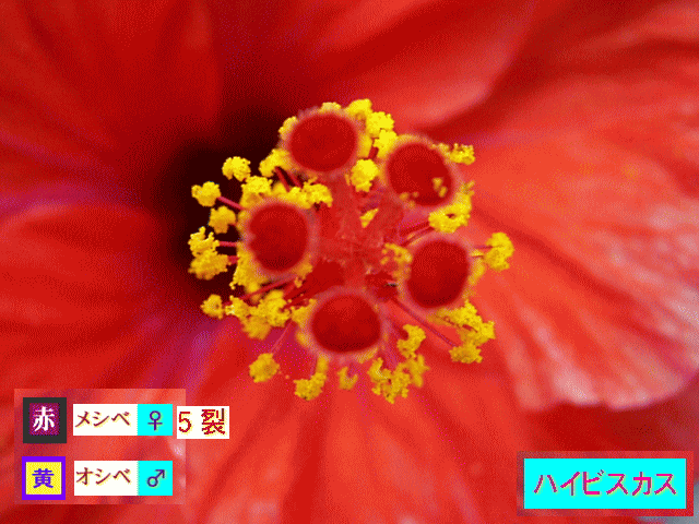 ハイビスカス  赤メシベ♀５裂、多数の黄オシベ♂　