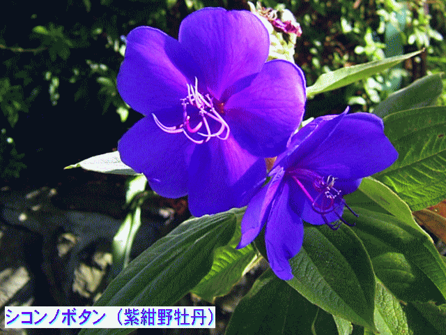 シコンノボタン（紫紺野牡丹）　　紫の花 　ブラジル原産