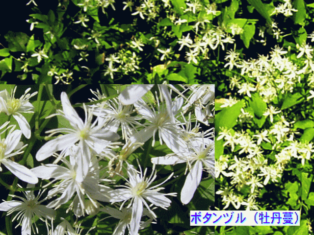 ボタンヅル（牡丹蔓）　　白い花 　　センニンソウ（仙人草）属