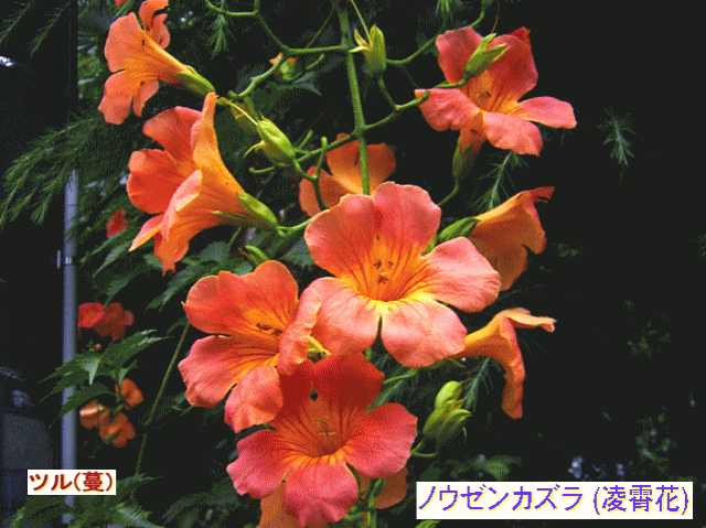 ノウゼンカズラ (凌霄花)  ツル(蔓)草　オレンジ色の花