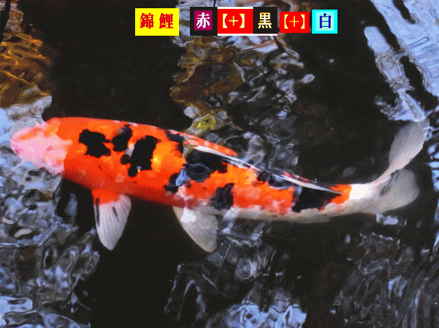 錦鯉 赤に黒の斑点（ドット）白い尾ヒレ【水相観】