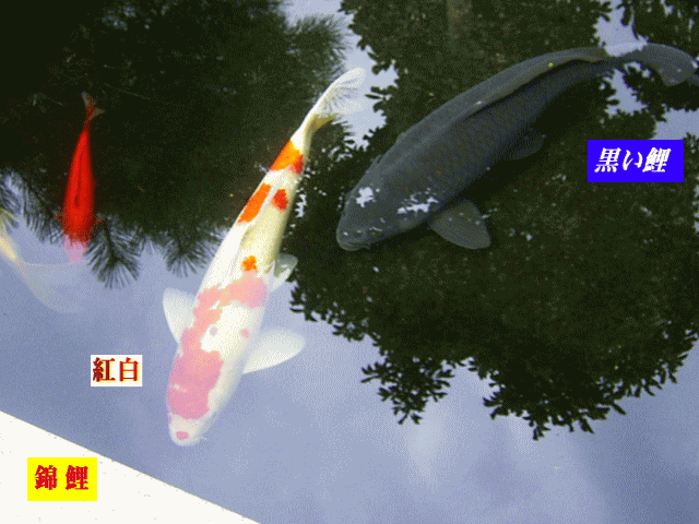 錦鯉1 紅白　白に紅の斑点（ドット）。黒い鯉（真鯉＝まごい）　【水相観】