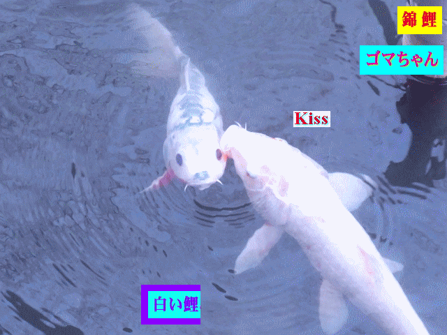 錦鯉　白いコイ(鯉)がゴマちゃんに　Kiss