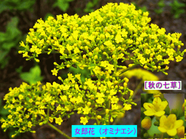 女郎花（オミナエシ）黄色い小花の集まり [秋の七草]