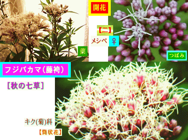 ☆フジバカマ(藤袴) [秋の七草]-3 【二】白メシベ♀【筒状花】