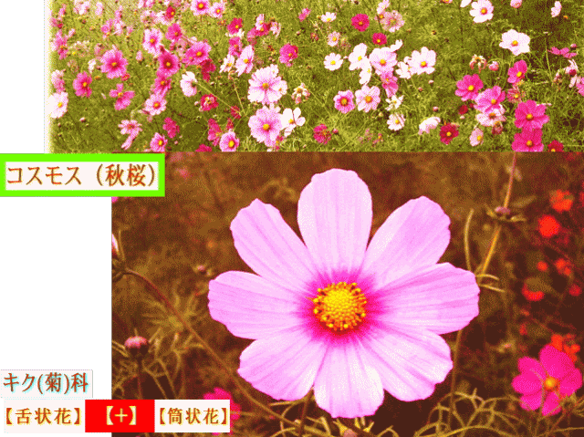 コスモス（秋桜）　キク(菊)科　【舌状花】＋【筒状花】