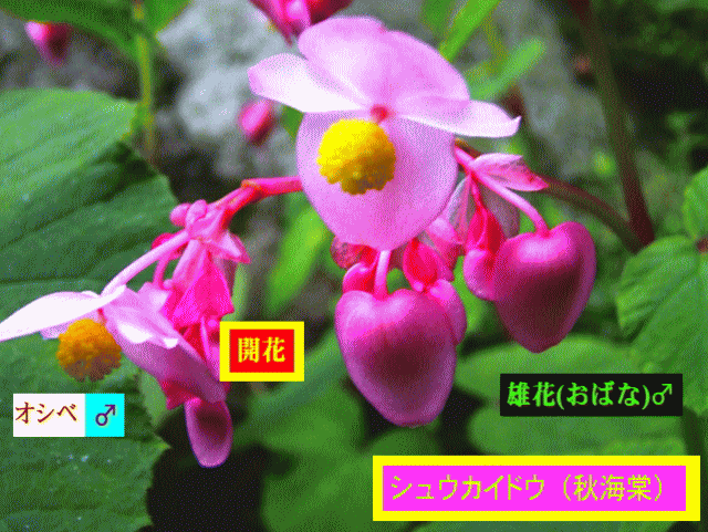 秋海棠 雄花♂はピンクのハート型が開花し、黄の球状オシベ♂