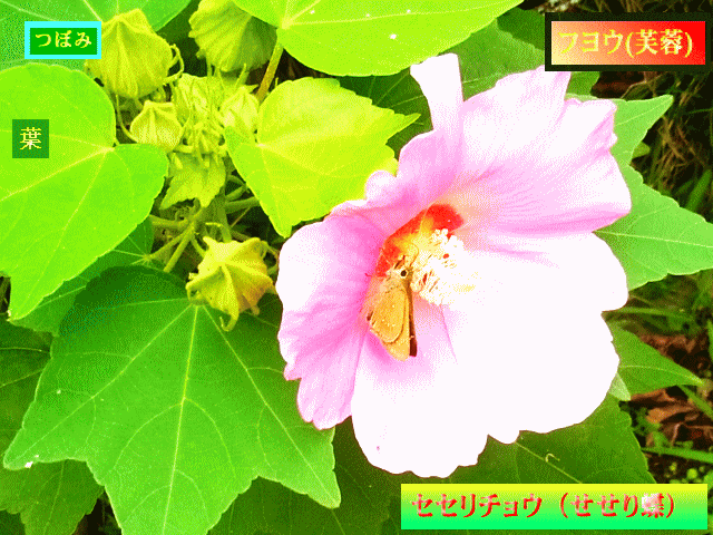 フヨウ(芙蓉)  セセリ蝶が花心（かしん）で蜜を吸う