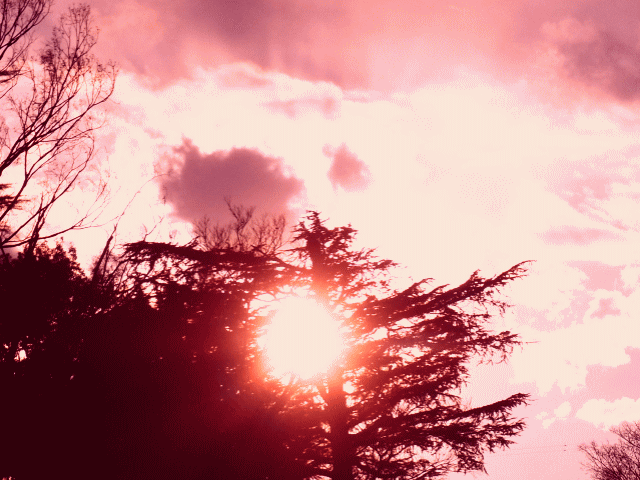 中秋の空　◆木洩れ日