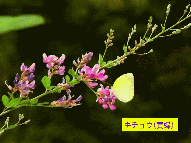 キチョウ(黄蝶)　赤紫色の花にとまる
