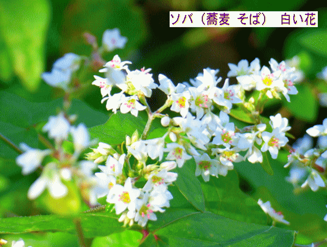 ソバ（蕎麦 そば） 白い花