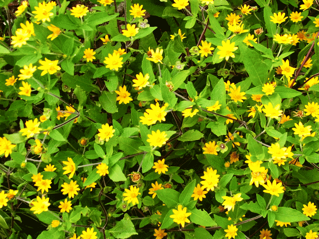 黄色い小花たちがいっぱい