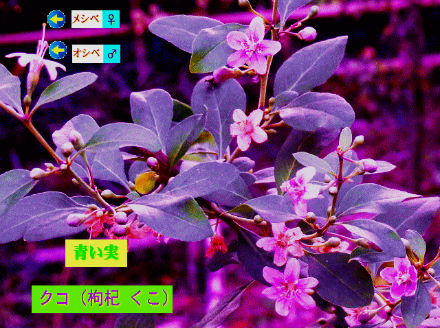 クコ（枸杞 くこ）   紫の小花　メシベ♀オシベ♂青い【実】