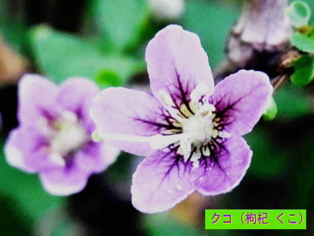 クコ（枸杞 くこ）  紫の花　ナス(茄子)科