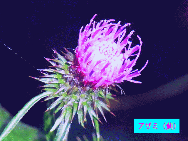 アザミ（薊）　赤紫の花