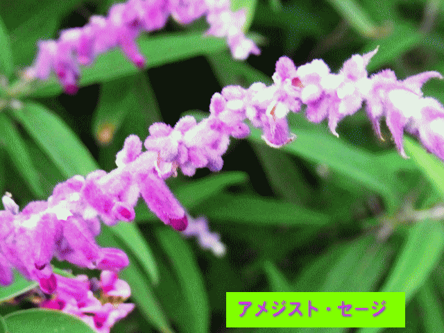 アメジスト（紫水晶）色の花、アメジスト・セージ