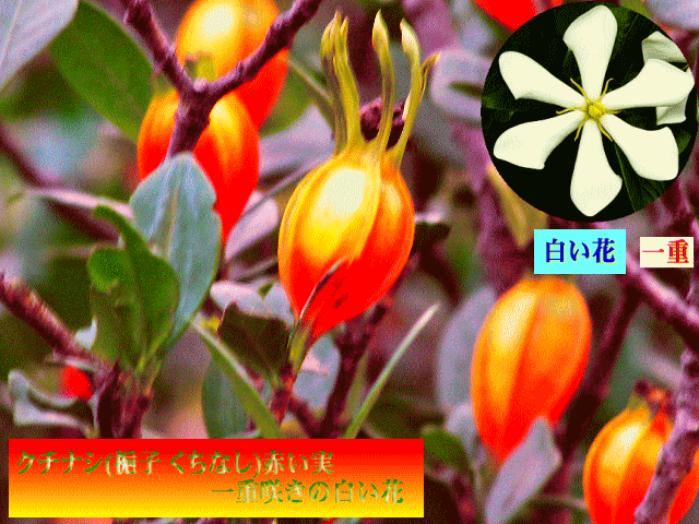 クチナシ(梔子 くちなし)　一重の花が[赤い実