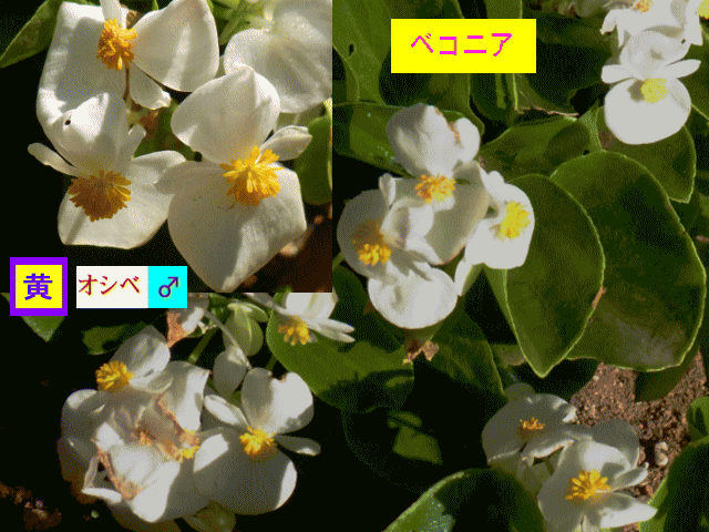 ベコニア　　白い花　黄オシベ♂　球体　地植え
